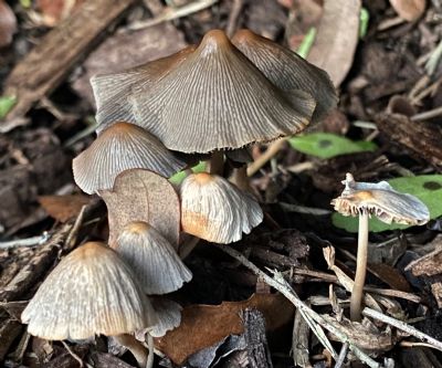 We Are Not Ghosts! We Are Mushrooms!