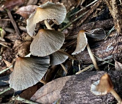 Mushrooms With Hats On
