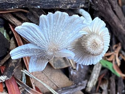 Not Flowers, Mushrooms