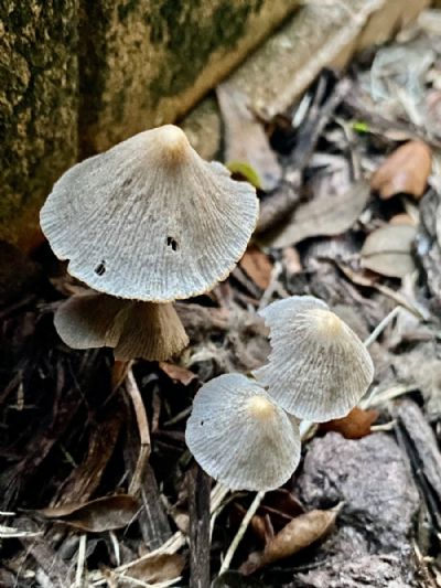 3 Mushrooms and 1 is Hiding