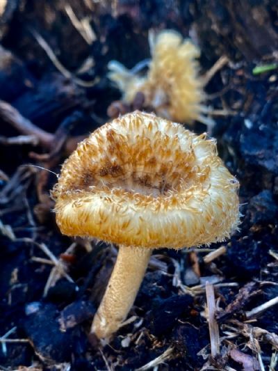 Undeniably Strong Mushroom
