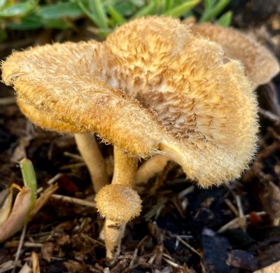 Mom and Baby Mushroom