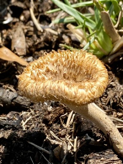 Leaning Back Mushroom