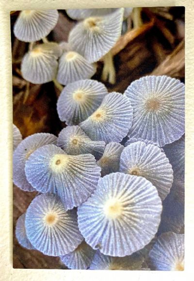 Mushrooms On Wood