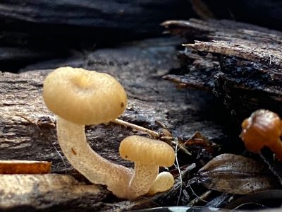 Baby! Baby! Mushroom 