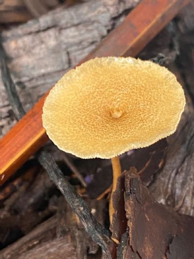 Sun Is Shining Mushroom