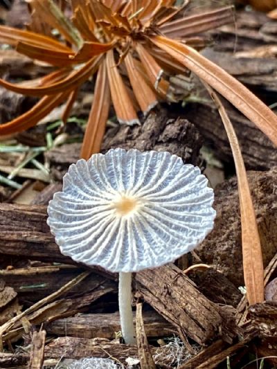 The Mushroom has Risen