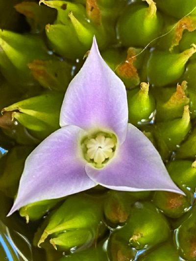 A Flower Within A Flower