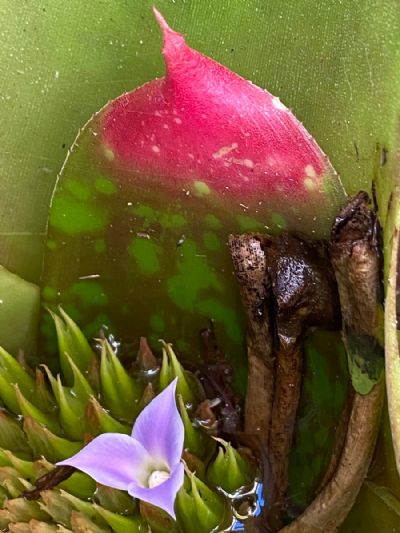 It Feels Like Christmas 