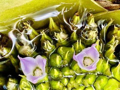 Tiny Beautiful Flowers