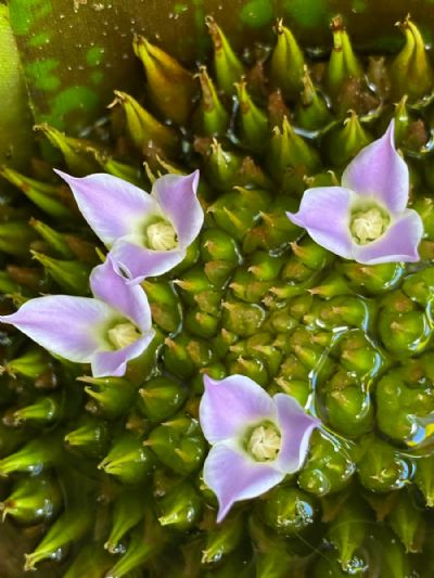 Bromeliad Flowers 
