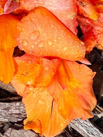 Orange Is The New Trend