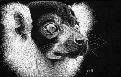 White and Black Ruffed Lemur