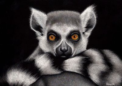 Lemur Love