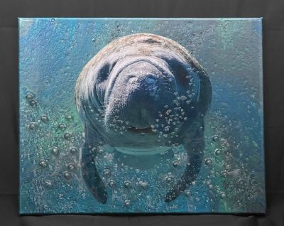 Manatease