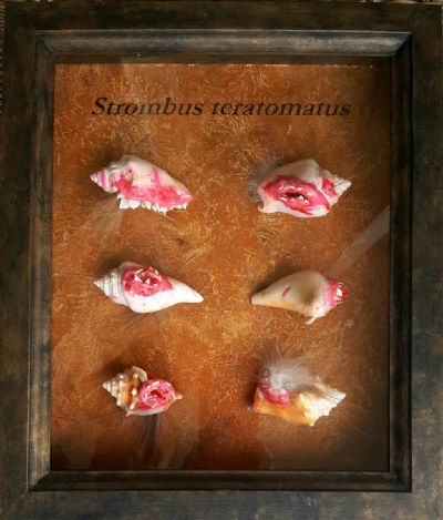 Strombus teratomatis