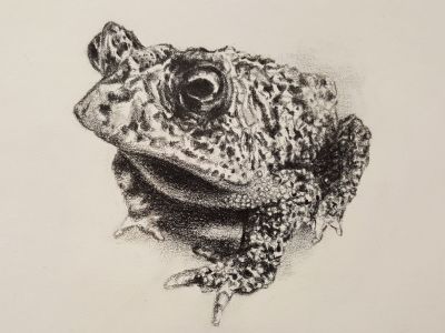 Froge