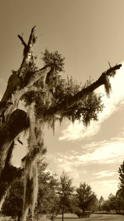 Spanish Moss