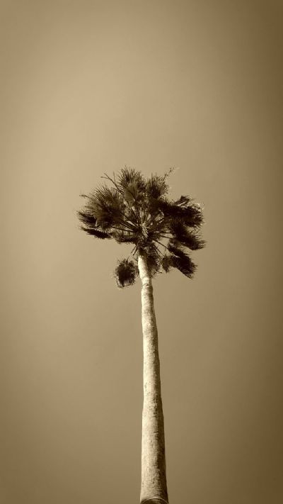 single palm