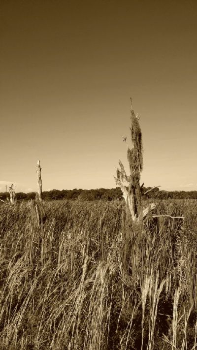 Old Florida Landscape
