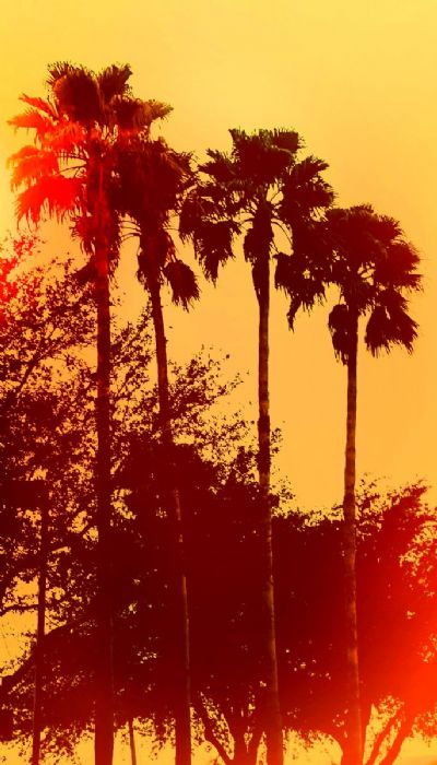 Orange Palms