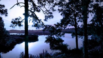 Purple Tarpon Springs