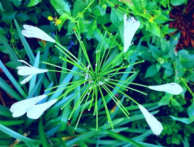 Radially Symmetrical Plant
