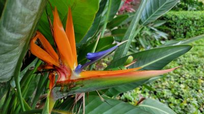 Orange Bird of Paradise