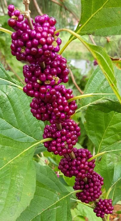 Purple Florida Berries