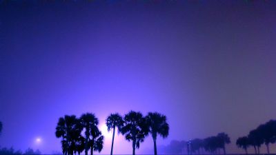 Purple Florida Morning