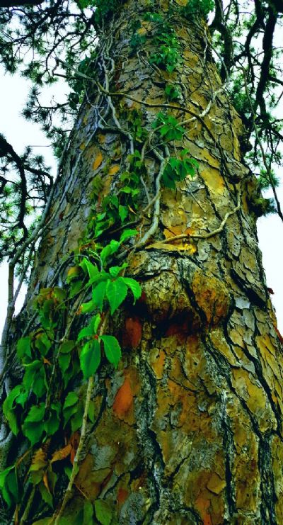 Surreal Climbing Vine 