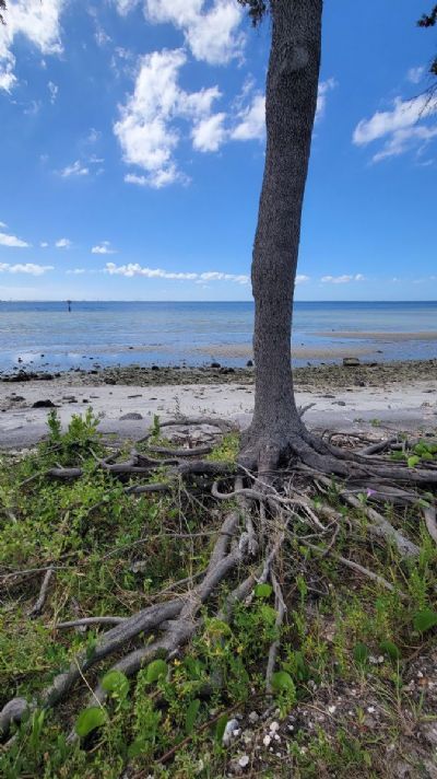 Tree with exposed roots on Tampa Bay