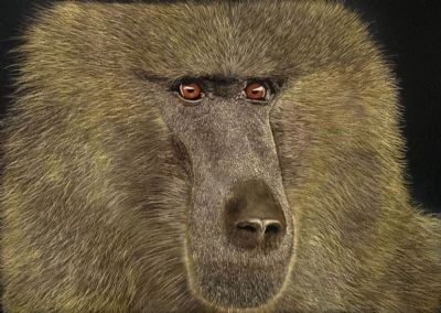 Olive Baboon