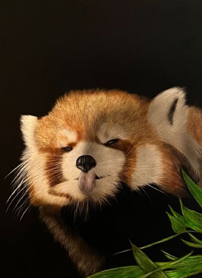 Cheeky Red Panda
