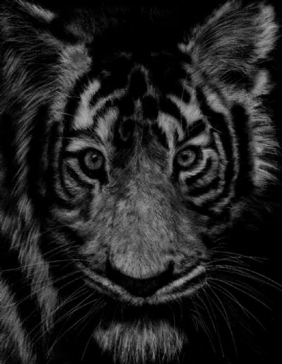 The Royal Bengal Tiger