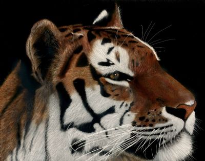 Harimau
