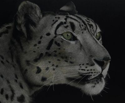 Snow Leopard