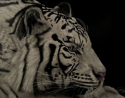 White Bengal Tiger