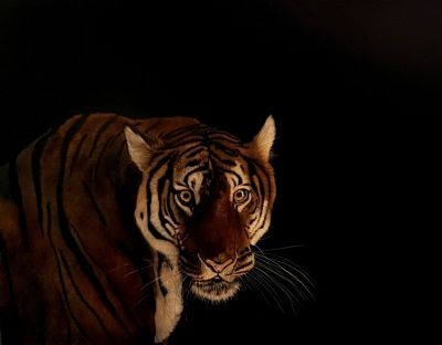 Endangered South China Tiger
