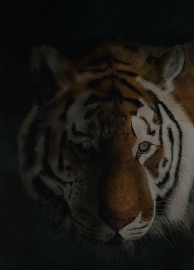 Swift, Silent, Deadly