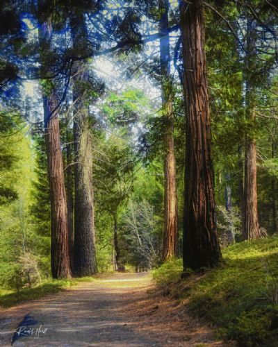 Cedar Park before the Caldor Fire