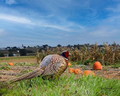 Pheasant