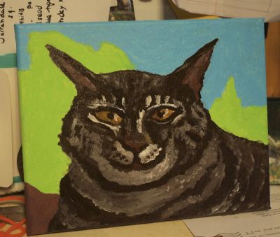 Head of a Maine Coon Cat