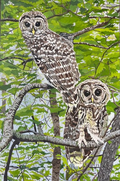 Barred Owls of Cherokee Park
