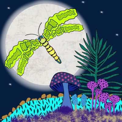 Night Time in the Forest