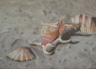 PHILIPPINE SEA SHELLS