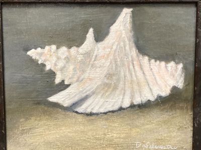 CONCH SHELL