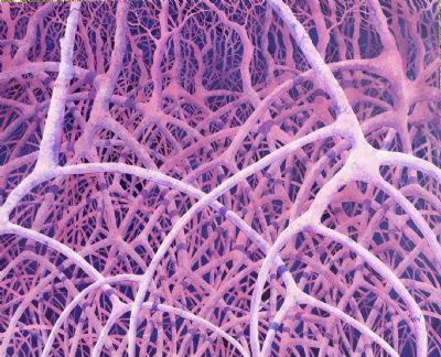 Mangroves at Twilight 