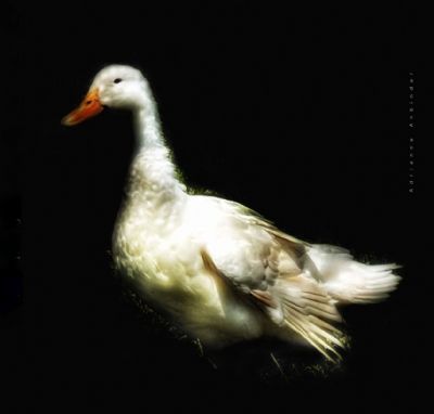 Hope Is The Thing With Feathers