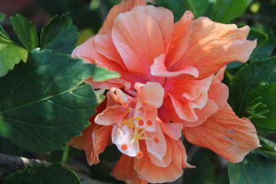 Colors of The Sunset Hibiscus Flower